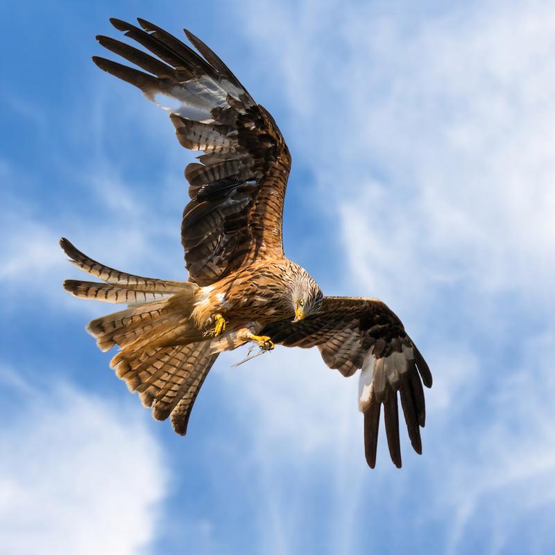 包含帕多瓦球员用实力证明自己，迎接未来挑战的词条